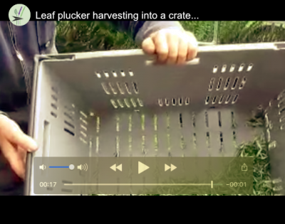 Leaf Plucker Showing Harvest into Crate thumbnail